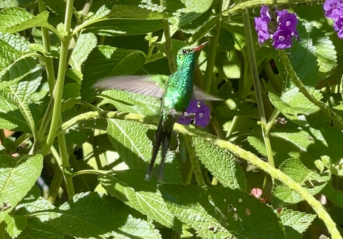 Golden-crowned Emerald (Cynanthus auriceps), photo 10