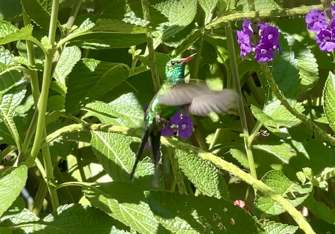 Golden-crowned Emerald (Cynanthus auriceps), photo 9
