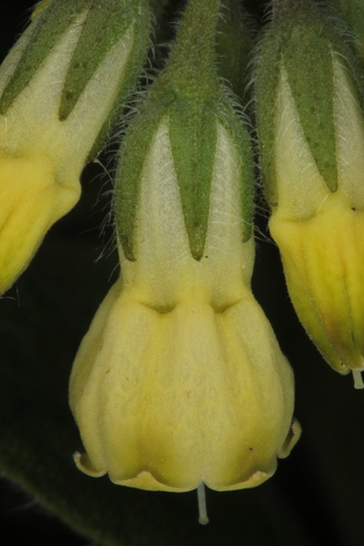 Tuberous Comfrey