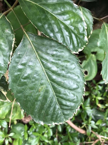 Polyscias guilfoylei observed 2024-01-15
