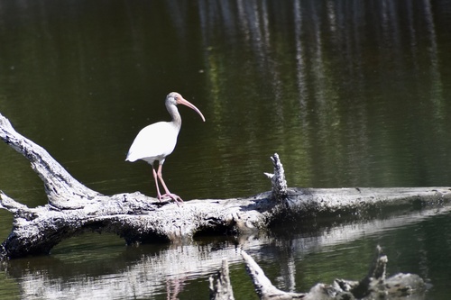 White Ibis