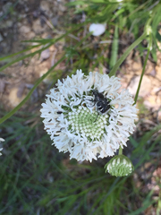 Marshallia caespitosa