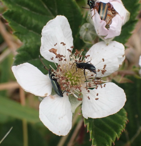 Image of Rubus affinis by (c) Nicola van Berkel, some rights reserved (CC BY-SA)