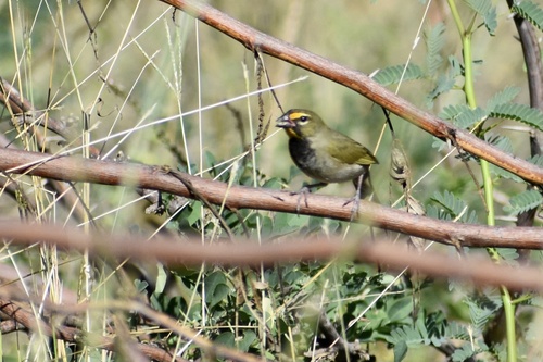 Yellow-faced Grassquit