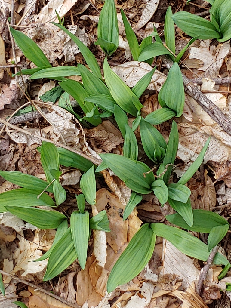 wide leek from 9 Castlebar Ln, Malvern, PA 19355, USA on April 12, 2019