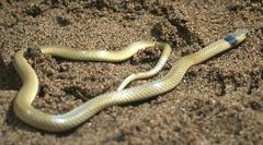 Aparallactus lunulatus