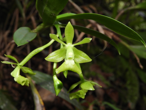 Epidendrum proligerum Barb.Rodr.