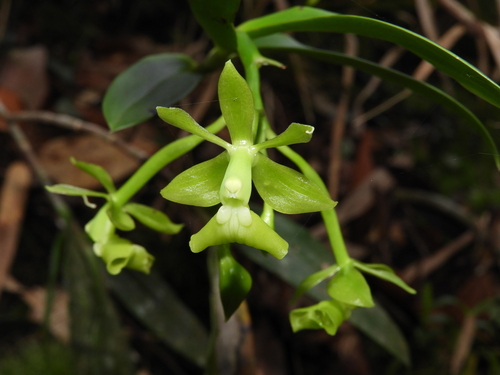 Epidendrum proligerum Barb.Rodr. 2