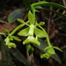 Epidendrum proligerum - Photo (c) Guilherme Willrich, osa oikeuksista pidätetään (CC BY-NC), lähettänyt Guilherme Willrich
