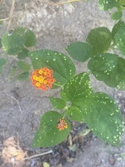 Lantana camara image