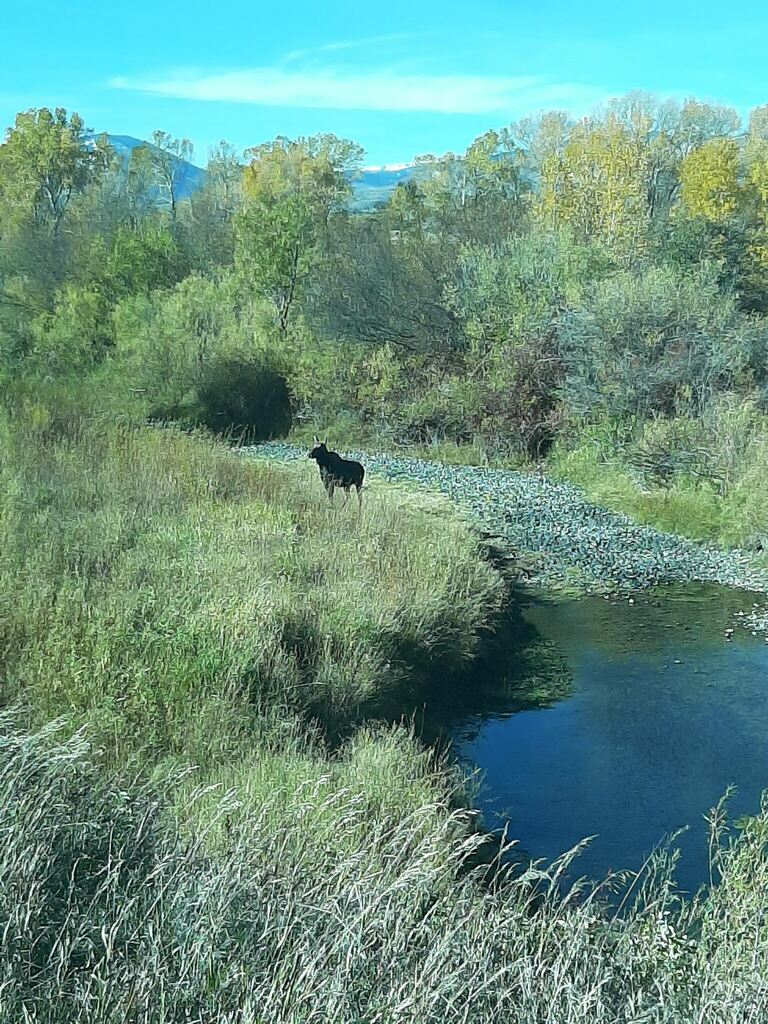 Moose from Emigrant, MT, USA on October 16, 2021 at 11:09 AM by Dalton ...