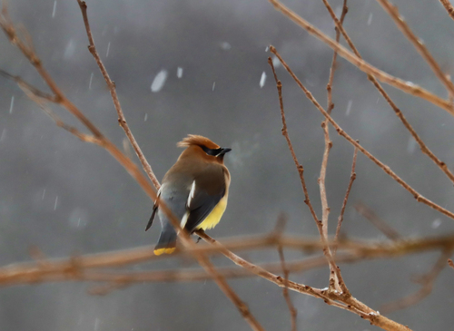 Cedar Waxwing photographed in Connecticut
