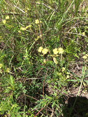 Valerianella