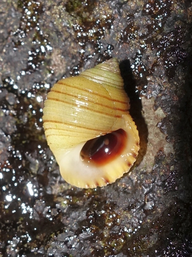 Black-lined Periwinkle