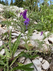 Tufted Vetch (Vicia cracca)