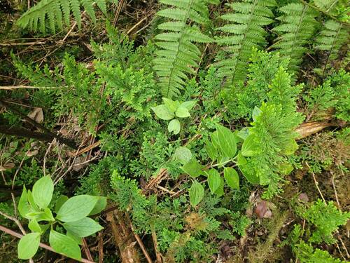 Selaginella arbuscula observed 2023-11-01