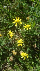 Blennosperma