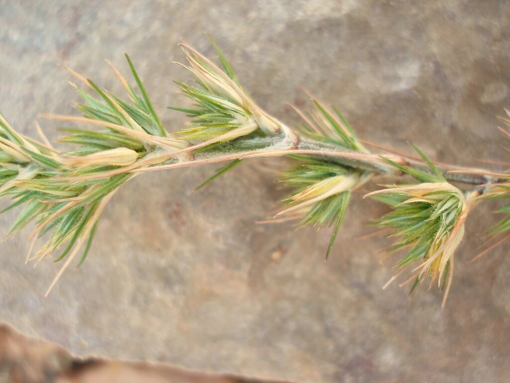 Minuartia campestris