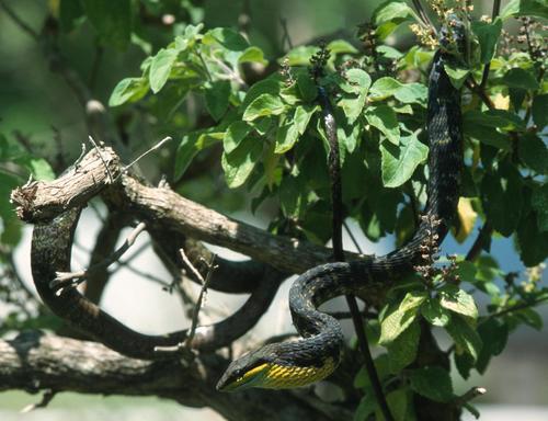 Dagger-tooth Vine Snake