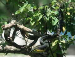 Dagger-Tooth Vine Snake photo 2