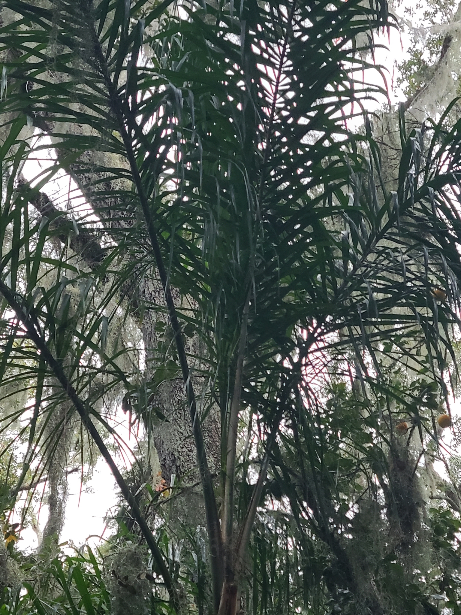 Imagem de Palmeira-imperial