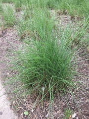 Nassella leucotricha