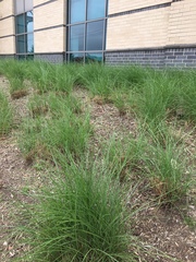 Nassella leucotricha