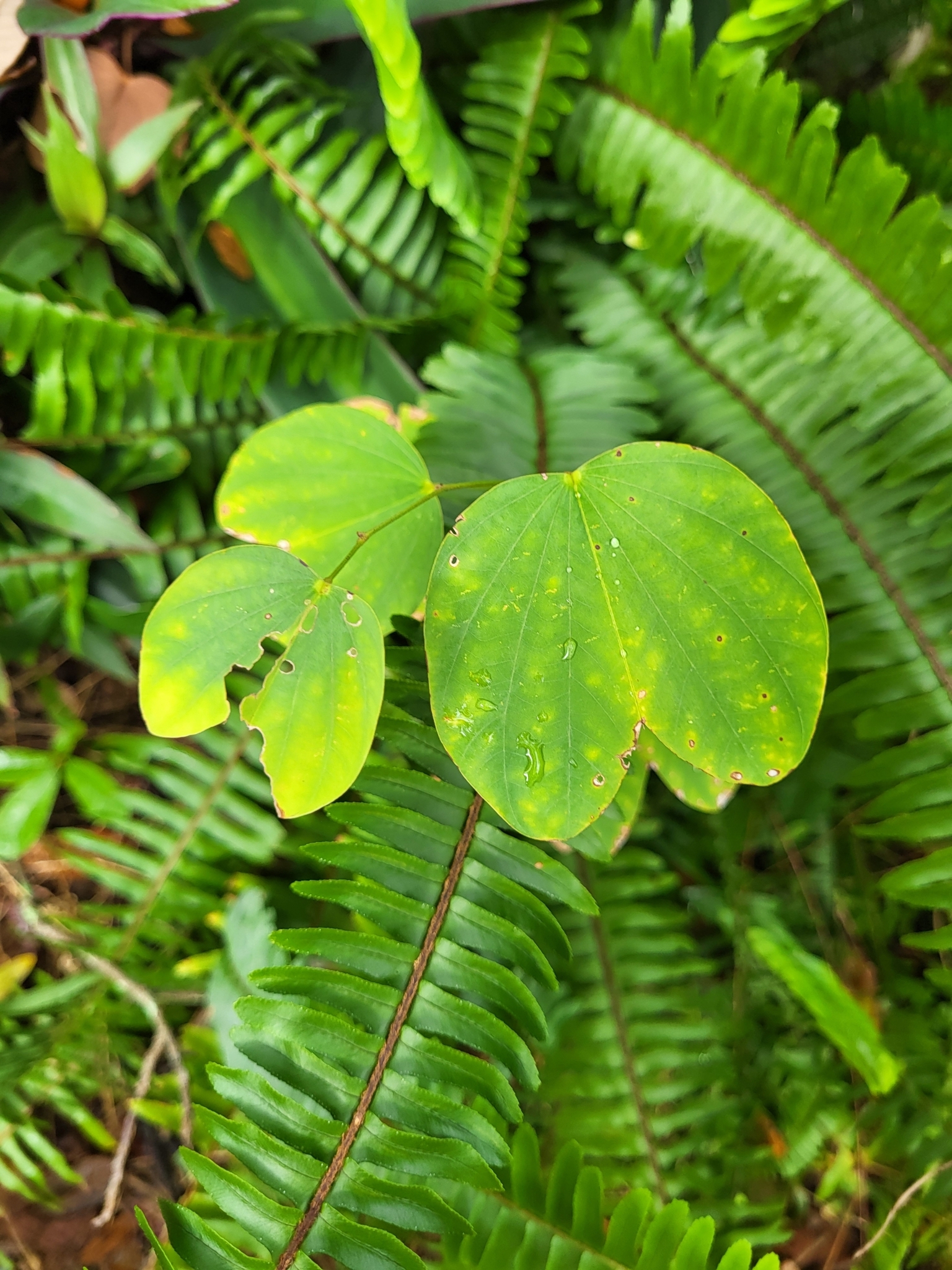 Imagem de Pata-de-vaca