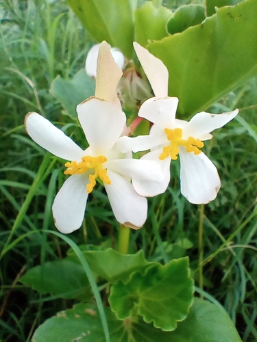 Begonia cucullata