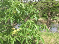 Aesculus pavia flavescens