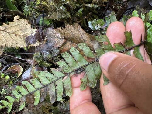 Hymenasplenium unilaterale observed 2023-11-02