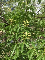 Aesculus pavia flavescens