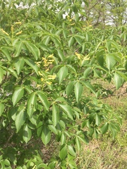 Aesculus pavia flavescens