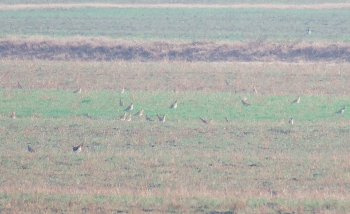 European Golden Plover