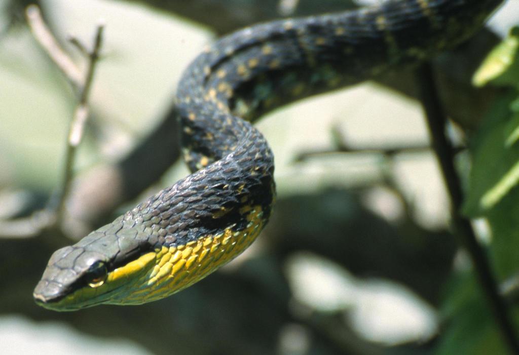 Dagger-Tooth Vine Snake