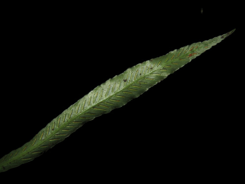 Asplenium griffithianum iNat (2)