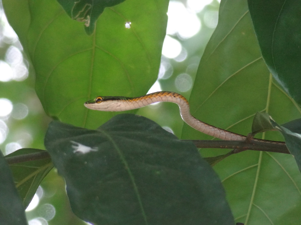 Giant Parrot Snake from Charlesburg, Paramaribo, Suriname on April 5 ...