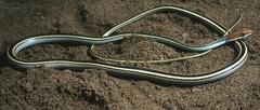 Psammophis punctulatus