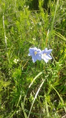 Nemastylis geminiflora