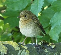 European Robin photo 4