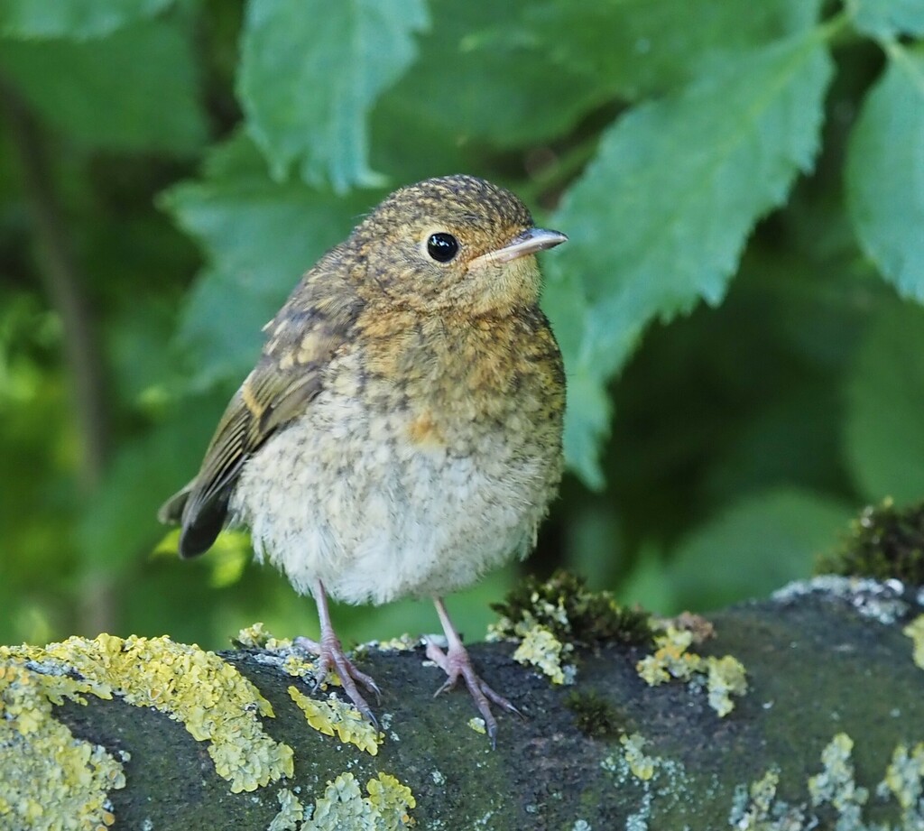 European Robins
