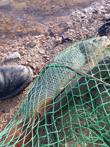 European Carp