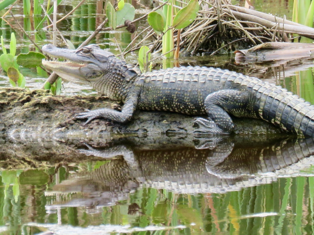 American Alligator from Canaveral National Seashore, Titusville, FL, US
