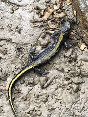 Ambystoma macrodactylum macrodactylum