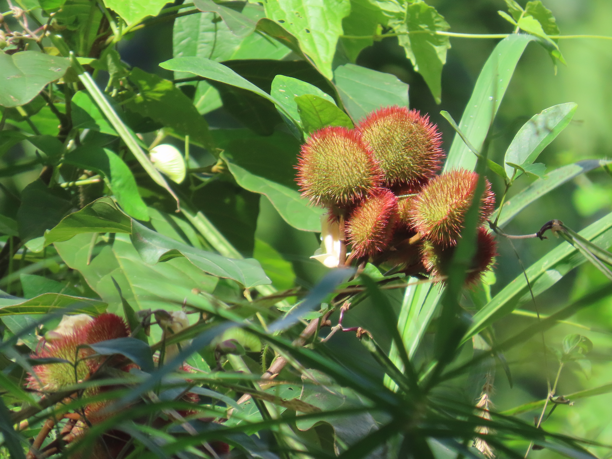 Imagem de Urucum