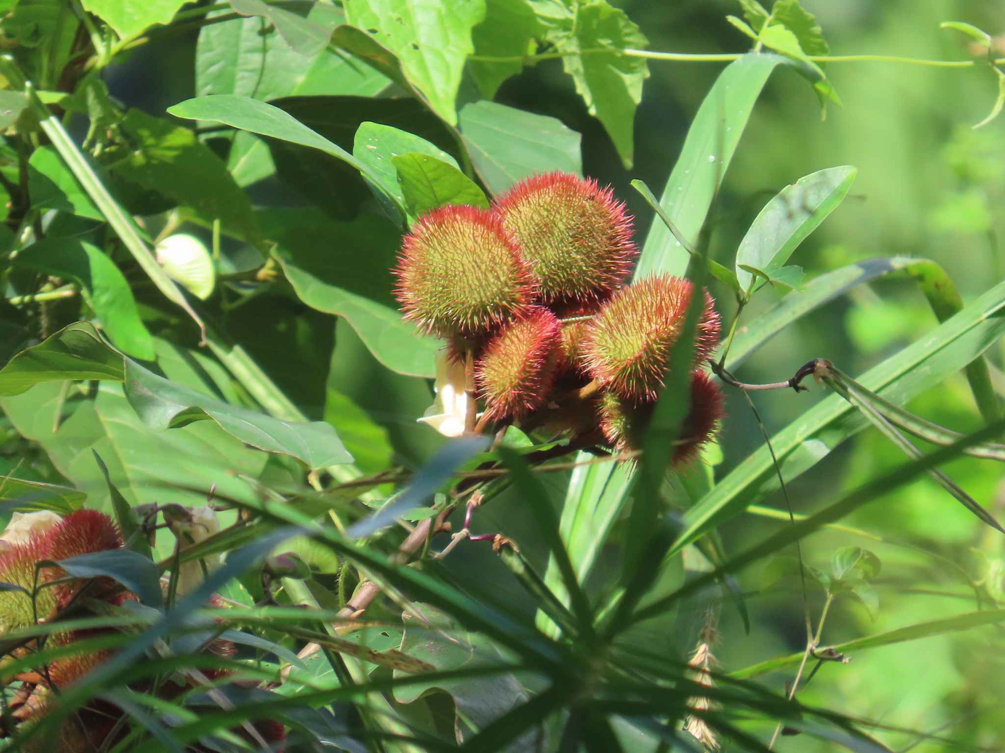 Imagem de Urucum