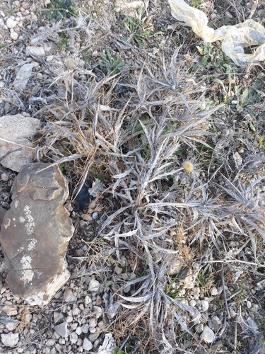 Yellow-spine Thistle