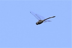 Zygonyx natalensis