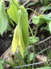 Uvularia