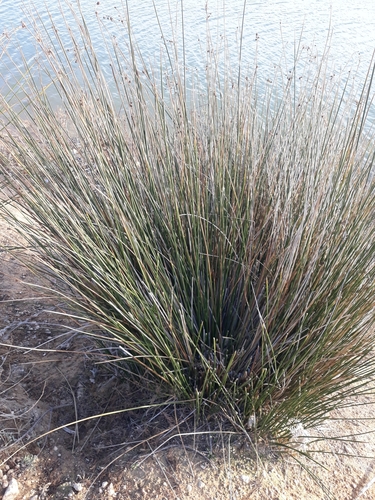 Round-headed Clubrush